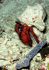 IMG_0830rf_Maldives_Madoogali_Plongee 7_House reef_Bernard l'ermite_Dardanus megistos